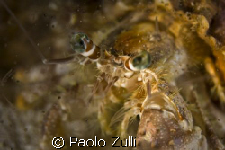 "dardanus pedunculatus"450d canon+60 macro. by Paolo Zulli 